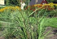 Miscanthus sinensis Malepartus