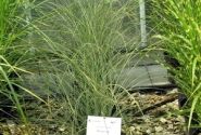 Miscanthus sinensis Morning Light