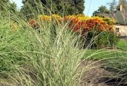 Miscanthus sinensis Morning Light