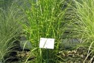 Miscanthus sinensis Strictus