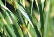 Miscanthus sinensis Strictus