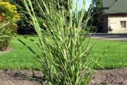 Miscanthus sinensis Strictus
