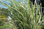 Miscanthus sinensis Variegatus