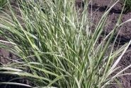 Miscanthus sinensis Variegatus