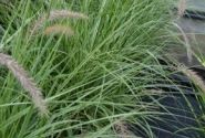 Pennisetum advena Sky Rocket