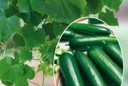 Cucumis sativus Minero (Mini Stars)