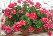 Pelargonium peltatum Mexica Ruby