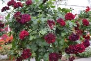 Pelargonium peltatum Tommy