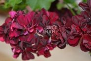 Pelargonium peltatum Tommy