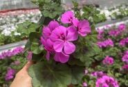 Pelargonium peltatum Happy Face Lilac 24