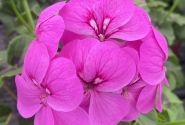 Pelargonium peltatum Happy Face Lilac 24