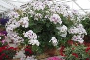 Pelargonium peltatum Blanche Roche