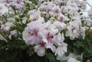 Pelargonium peltatum Blanche Roche