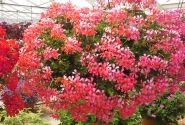 Pelargonium peltatum Decora Rosa (12cm)