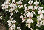 Pelargonium peltatum Ville de Dresden Impr.