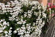 Pelargonium peltatum Ville de Dresden Impr.