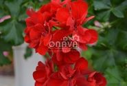 Pelargonium peltatum Ruby (XXL)