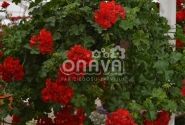 Pelargonium peltatum Ruby (XXL)