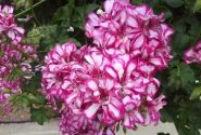 Pelargonium peltatum Mexikanerin (XXL)
