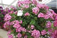 Pelargonium peltatum Mexikanerin (XXL)