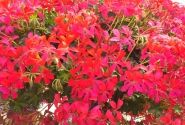 Pelargonium peltatum Decora Dark Pink (12cm)