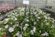 Pelargonium peltatum Happy Face White 24
