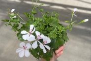 Pelargonium peltatum Happy Face White 24