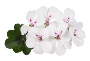 Pelargonium peltatum Happy Face White 24