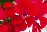Pelargonium peltatum Happy Face Red