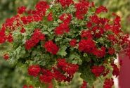 Pelargonium peltatum Happy Face Red