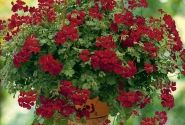Pelargonium peltatum Happy Face Dark Red
