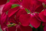 Pelargonium peltatum Happy Face Dark Red