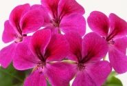 Pelargonium peltatum Happy Face Magenta (12cm)
