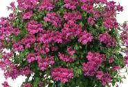 Pelargonium peltatum Happy Face Magenta (12cm)