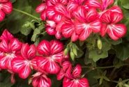 Pelargonium peltatum Happy Face Dark Red Mex