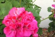 Pelargonium zonale Shocking Pink (12cm)