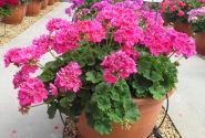 Pelargonium zonale Shocking Pink (12cm)