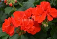 Pelargonium zonale Anthony (XXL)