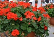 Pelargonium zonale Anthony (XXL)