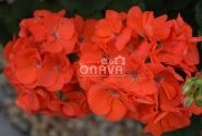 Pelargonium zonale Morning Sun (XXL)