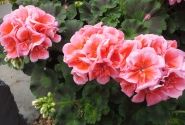 Pelargonium zonale Calais (XXL)