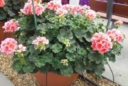 Pelargonium zonale Calais (XXL)