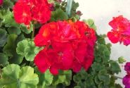 Pelargonium zonale Foxy (XXL)