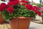 Pelargonium zonale Foxy (XXL)