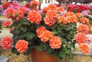 Pelargonium zonale Lorena (XXL)