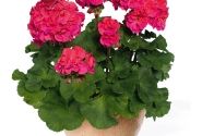 Pelargonium zonale Marena (XXL)