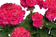 Pelargonium zonale Marena (XXL)