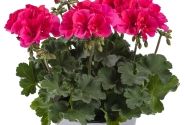 Pelargonium peltatum zonale TWOinONE Patio Coral (12cm)