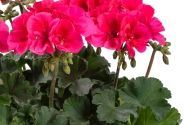 Pelargonium peltatum zonale TWOinONE Patio Coral (12cm)