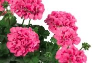 Pelargonium peltatum zonale TWOinONE Pink Splash (12cm)